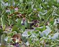 Img___0064d-volavka promenliva-green heron.jpg